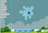 Amoeba cell diagram